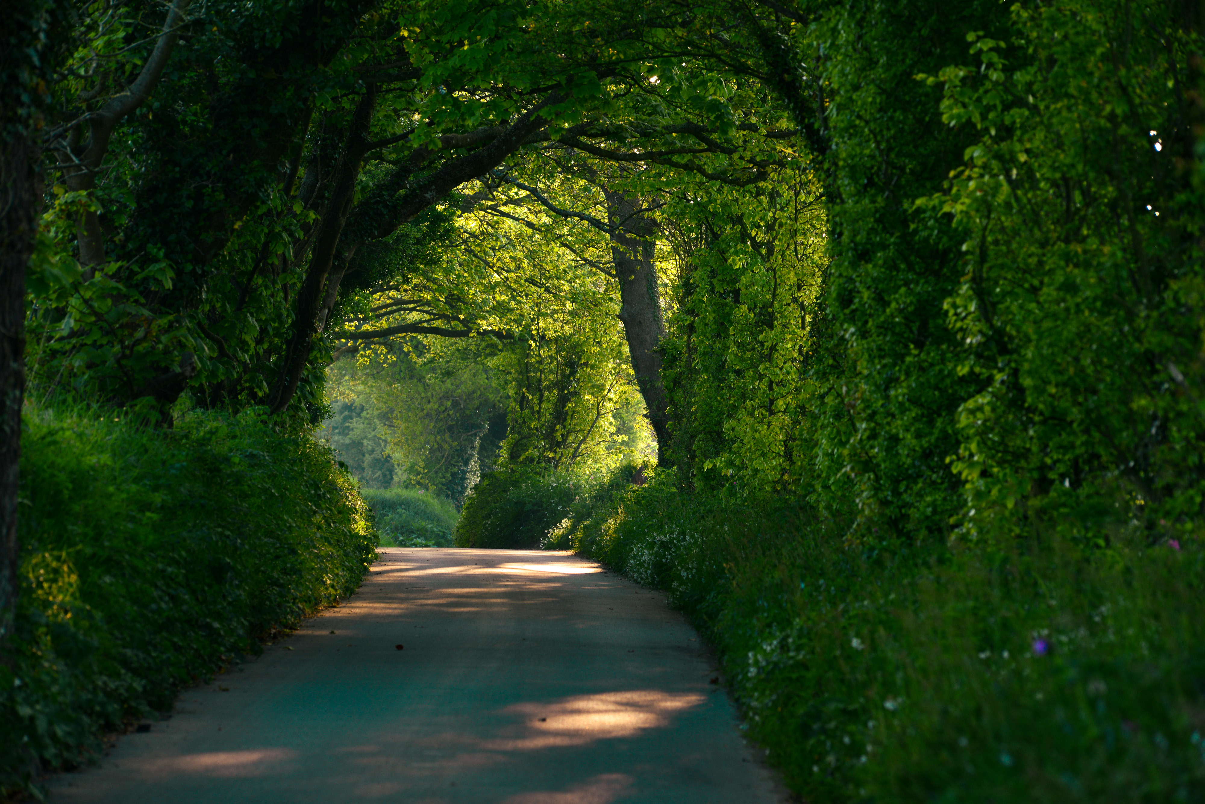 Jersey country lane with trees either side creating a canopy top