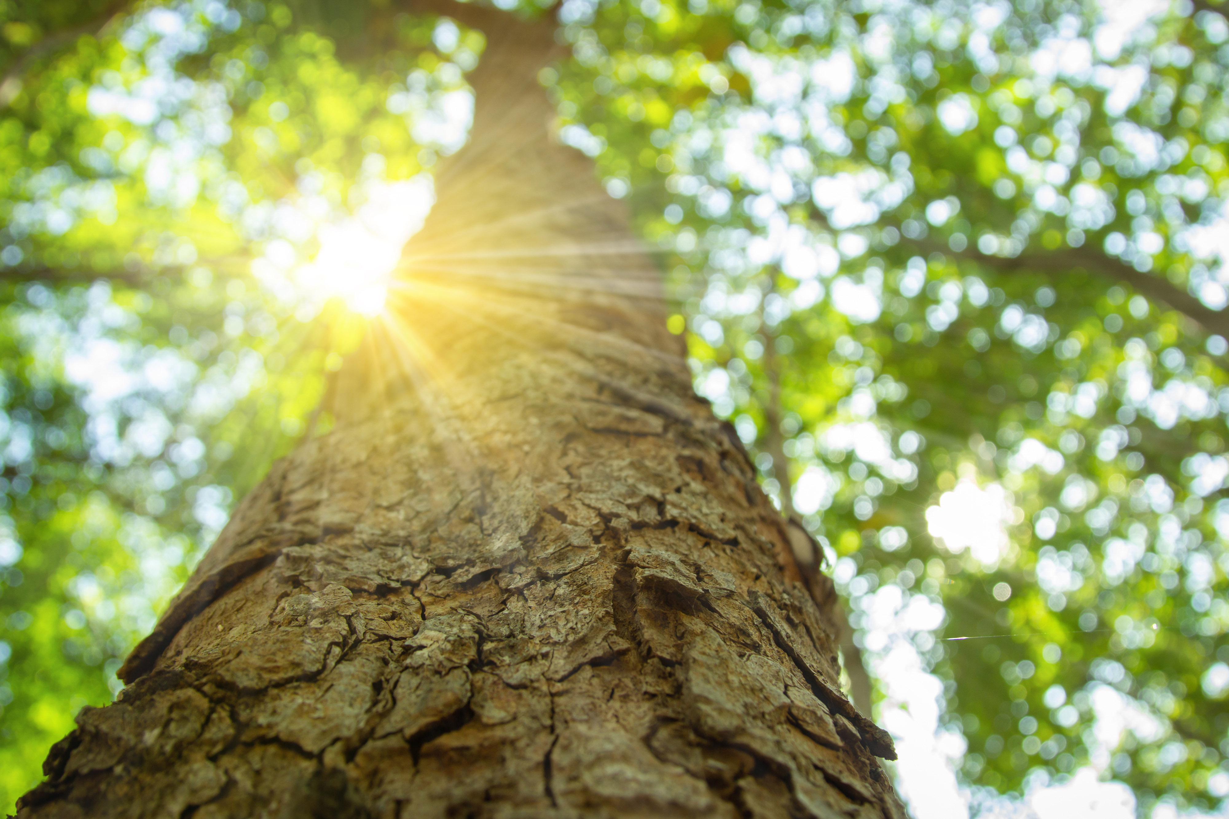 sun shining through tree canopy with leaves in the background and close up of bark