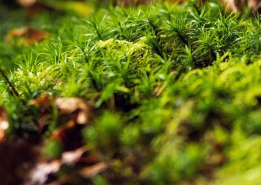 Close up, abstract image of greenery, leaves and moss.